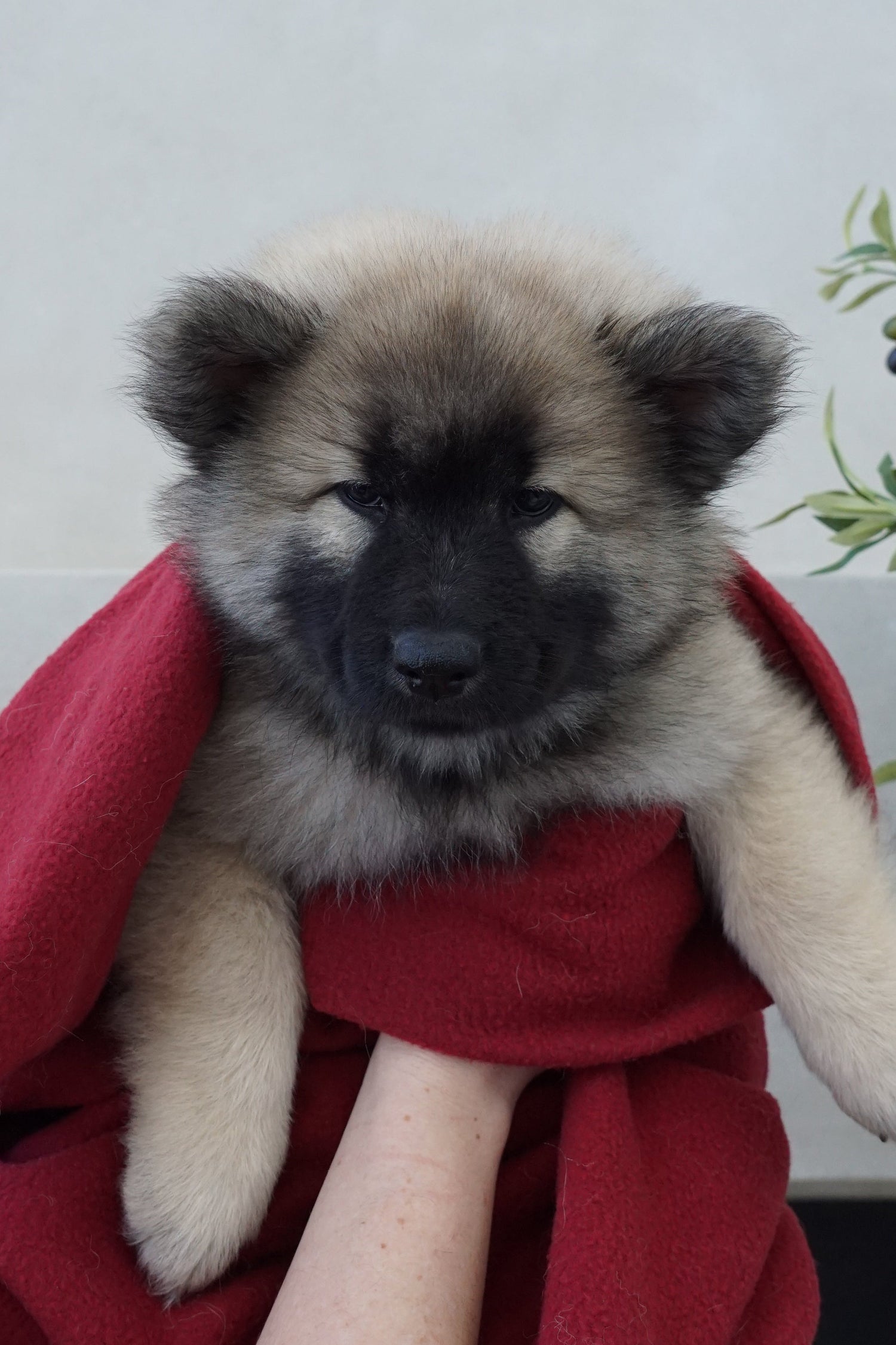 Skye