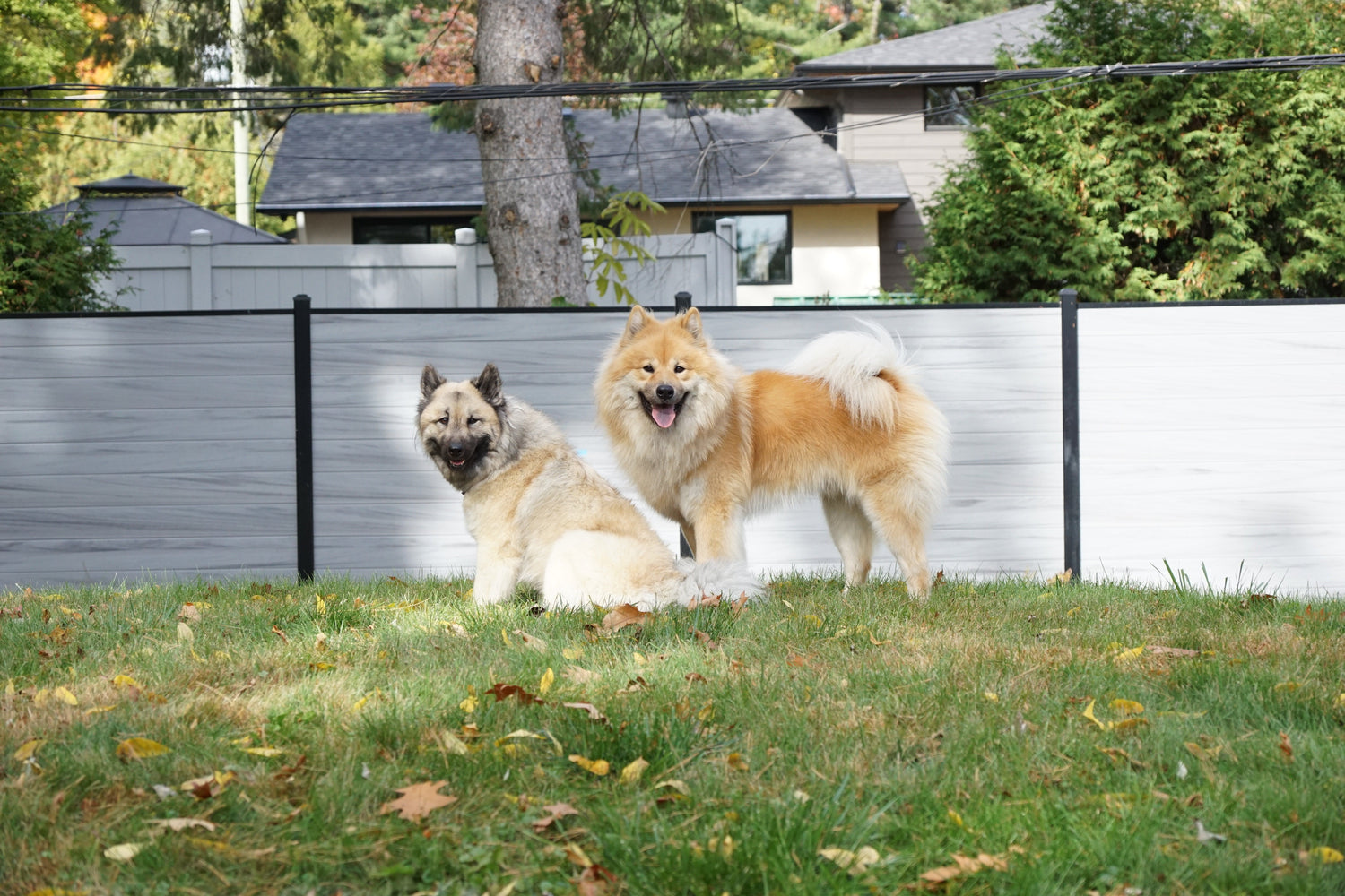 B-Litter (December 18, 2025)