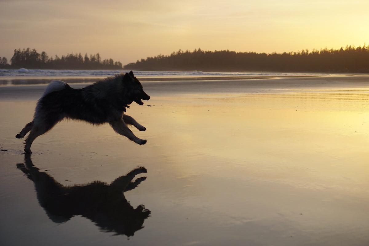 What is a Eurasier? – Glenfell Eurasiers